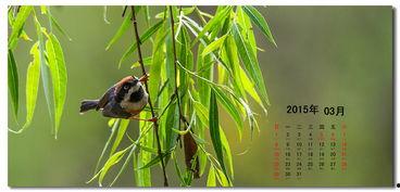 好鸟日视频在线观看,在线观看,感受自然之美 第1张 好鸟日视频在线观看,在线观看,感受自然之美 第1张