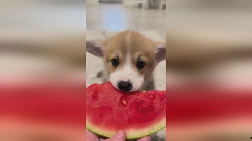 娱乐圈吃瓜小狗是谁,揭秘神秘网友背后的真实身份 第1张 娱乐圈吃瓜小狗是谁,揭秘神秘网友背后的真实身份 第1张